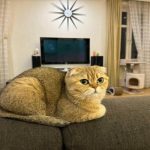 Γιατί μια γάτα σκορπάει το φαγητό: ένστικτα κατοικίδιων ζώων που κάθε ιδιοκτήτης πρέπει να γνωρίζει unnamed-file.jpg