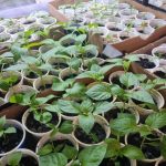 Γιατί το γάλα μπορεί να βλάψει τα φυτά: ένας δημοφιλής μύθος και οι συνέπειες για το έδαφος unnamed-file.jpg