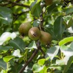 Γιατί κλαδεύετε τα οπωροφόρα δέντρα δύο φορές το χρόνο: το κρυφό νόημα μιας απλής διαδικασίας unnamed-file.jpg