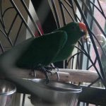 Τι συμβαίνει αν ένας παπαγάλος βαριέται: η αλήθεια για την καταστροφική συμπεριφορά και πώς να την αποφύγετε unnamed-file.jpg