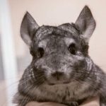 Γιατί ένα τσιντσιλά δεν μυρίζει: Η εκπληκτική προσαρμογή του κατοίκου του βουνού που δεν παρατηρούμε unnamed-file.jpg