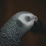 Γιατί οι παπαγάλοι χορεύουν με μουσική: η εκπληκτική σχέση μεταξύ ρυθμού και νοημοσύνης unnamed-file.jpg