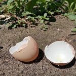 Γιατί οι έμπειροι κηπουροί θάβουν τα τσόφλια των αυγών στα λουλούδια: η μη προφανής αλήθεια για το ασβέστιο unnamed-file.jpg