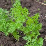 Πότε είναι η καλύτερη στιγμή για να σπείρετε καρότα: συμβουλές από την ίδια τη φύση unnamed-file.jpg