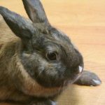 Γιατί ένα κουνέλι χτυπάει το πόδι του: αποκρυπτογράφηση των σημάτων συναγερμού unnamed-file.jpg