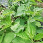 Γιατί οι τσουκνίδες γίνονται ο κύριος σύμμαχος του κηπουρού: οι κρυφές δυνατότητες του τσιμπημένου γείτονα unnamed-file.jpg